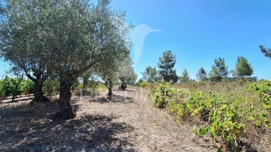Terreno para Venda em Vale de Santarem