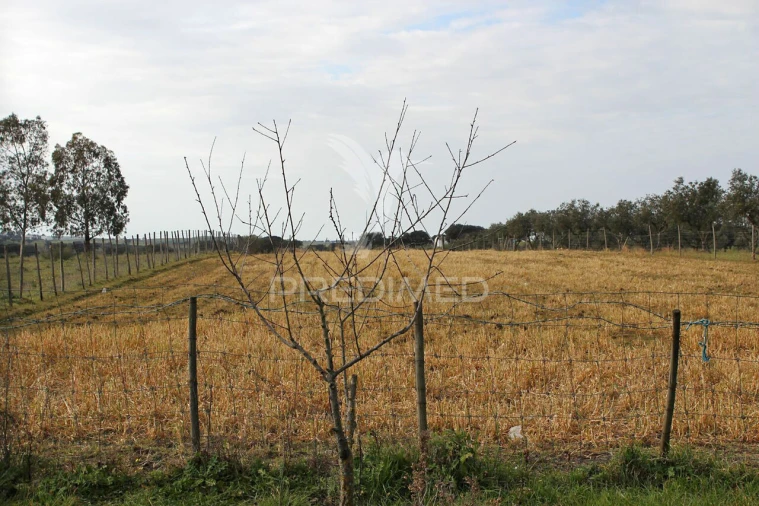 Quinta T8 para Venda em Santo Aleixo Foto 24