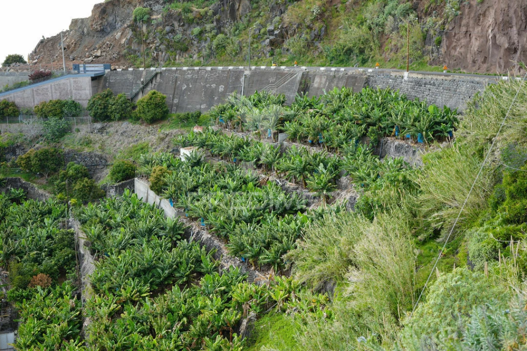 Terreno para Venda em Arco da Calheta Foto 5