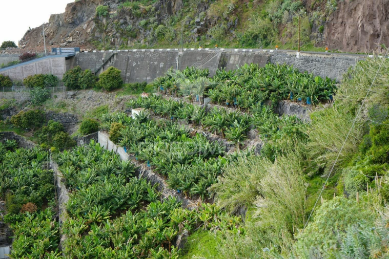 Terreno para Venda em Arco da Calheta Foto 7