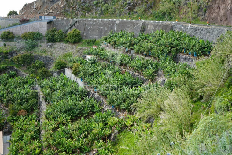 Terreno para Venda em Arco da Calheta Foto 3