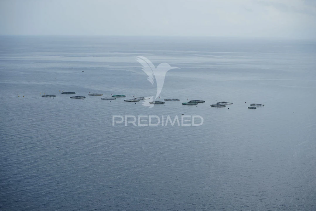 Terreno para Venda em Arco da Calheta Foto 8