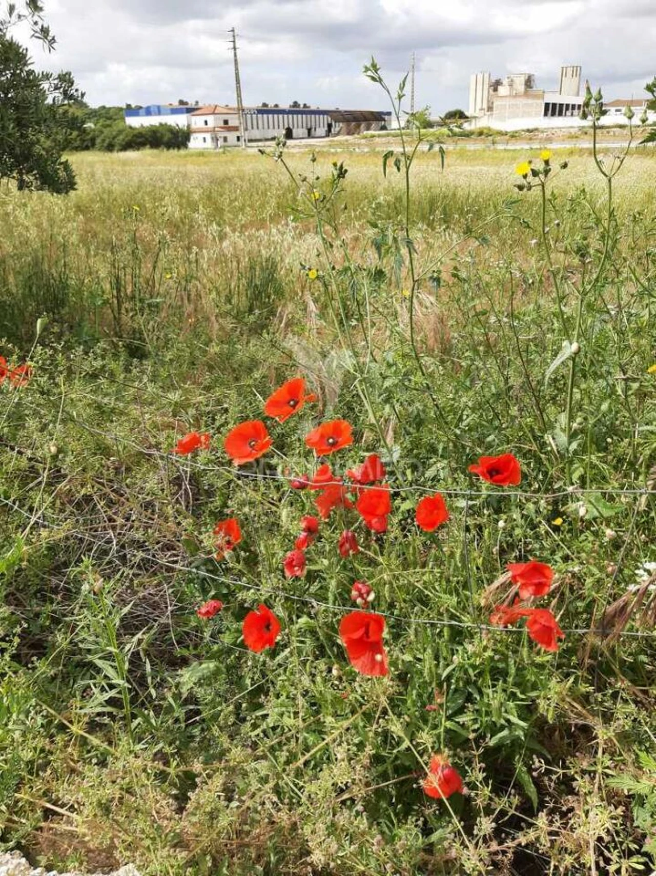 Terreno para Venda em Vila Chã de Ourique Foto 23