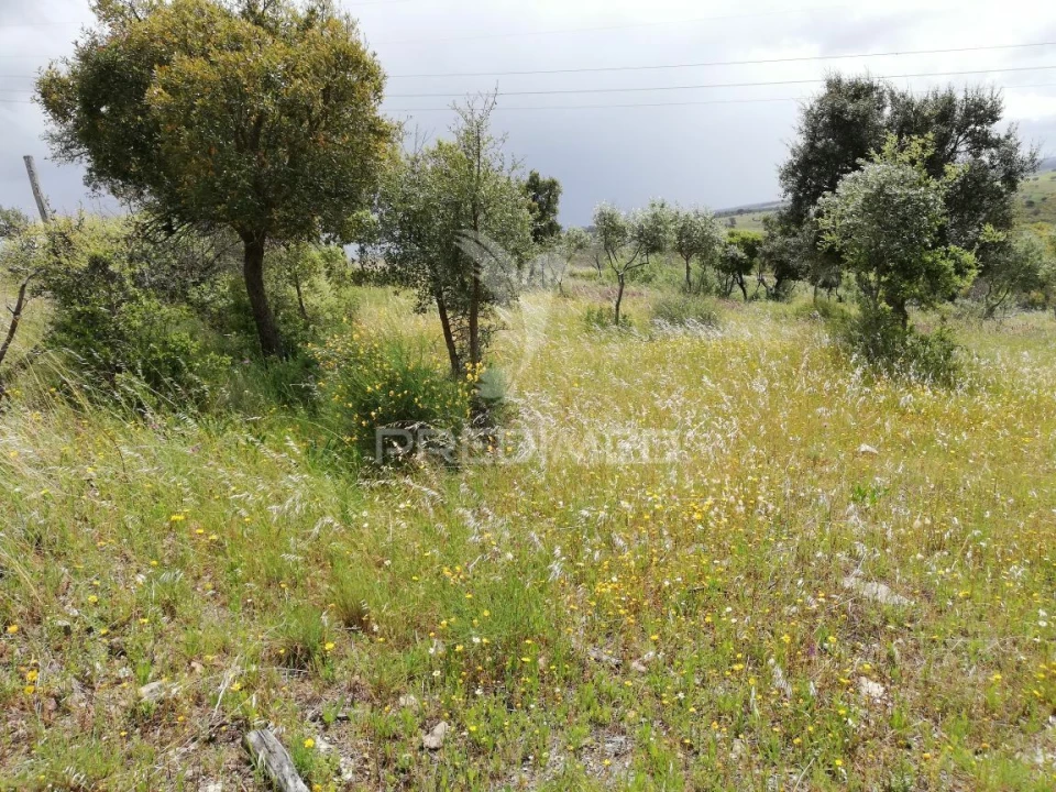 Terreno para Venda em Montalvão Foto 3
