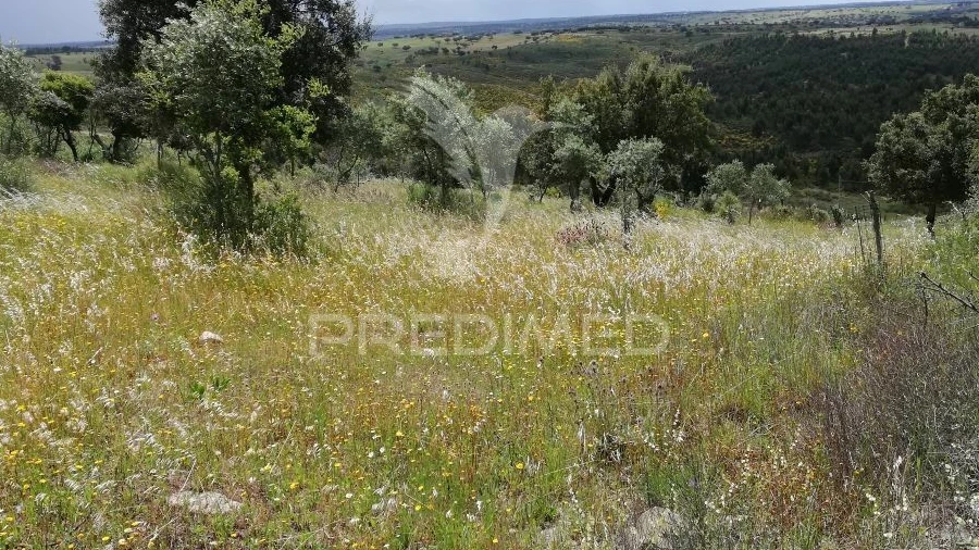 Terreno para Venda em Montalvão