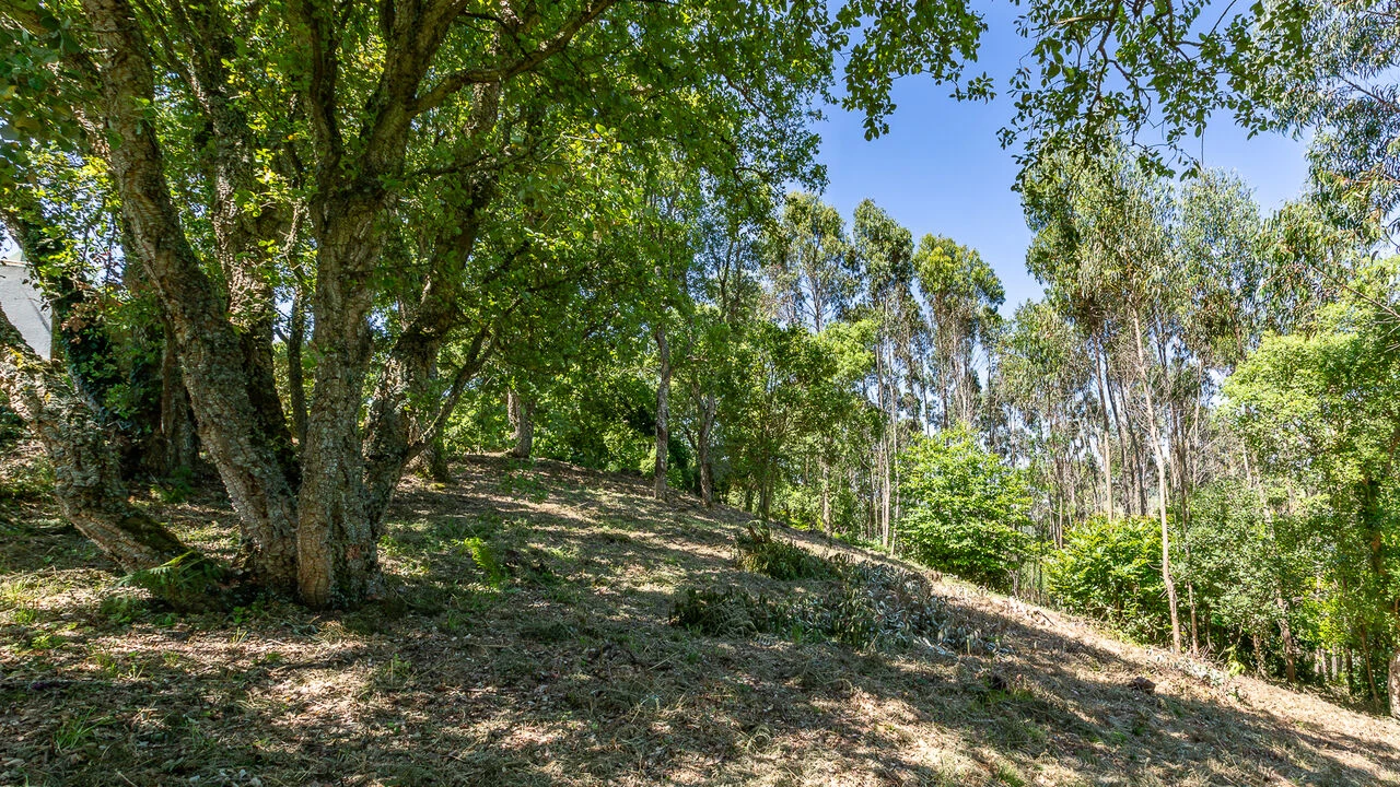 Terreno para Venda em Igreja Nova e Cheleiros Foto 7