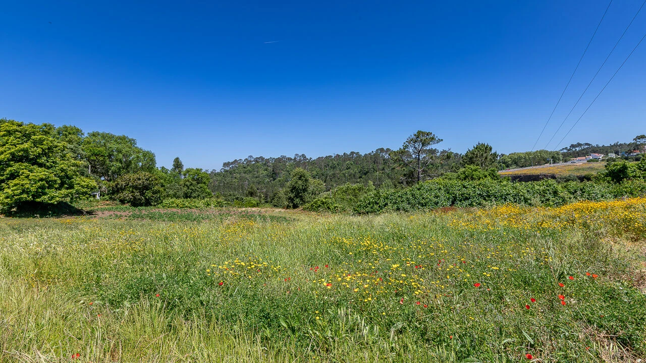 Terreno para Venda em Igreja Nova e Cheleiros Foto 4