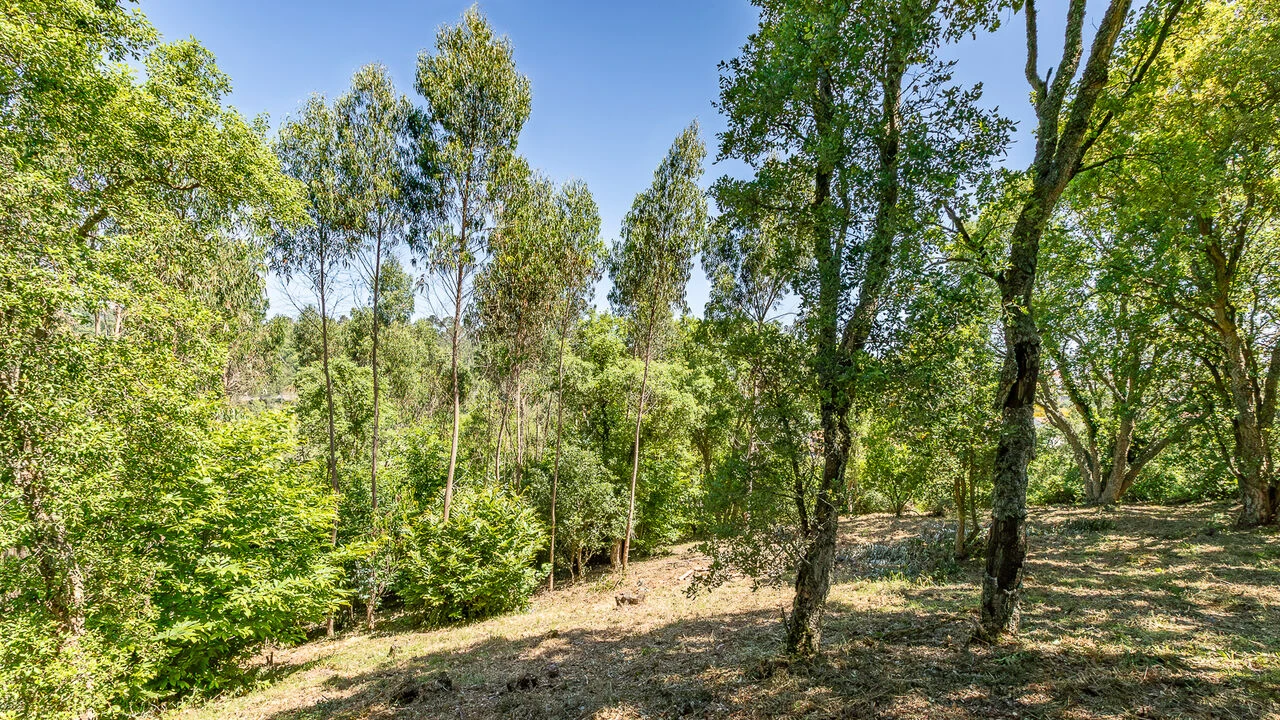 Terreno para Venda em Igreja Nova e Cheleiros Foto 10