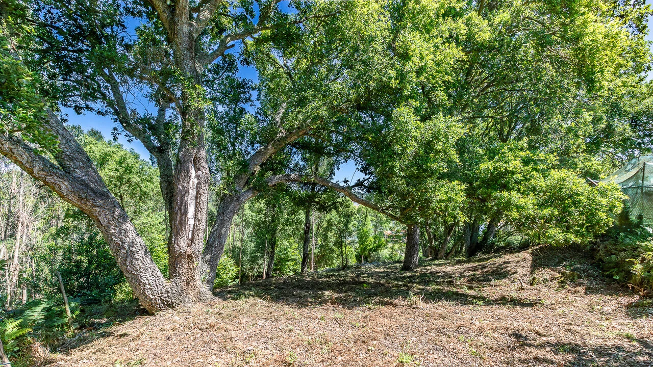 Terreno para Venda em Igreja Nova e Cheleiros Foto 11