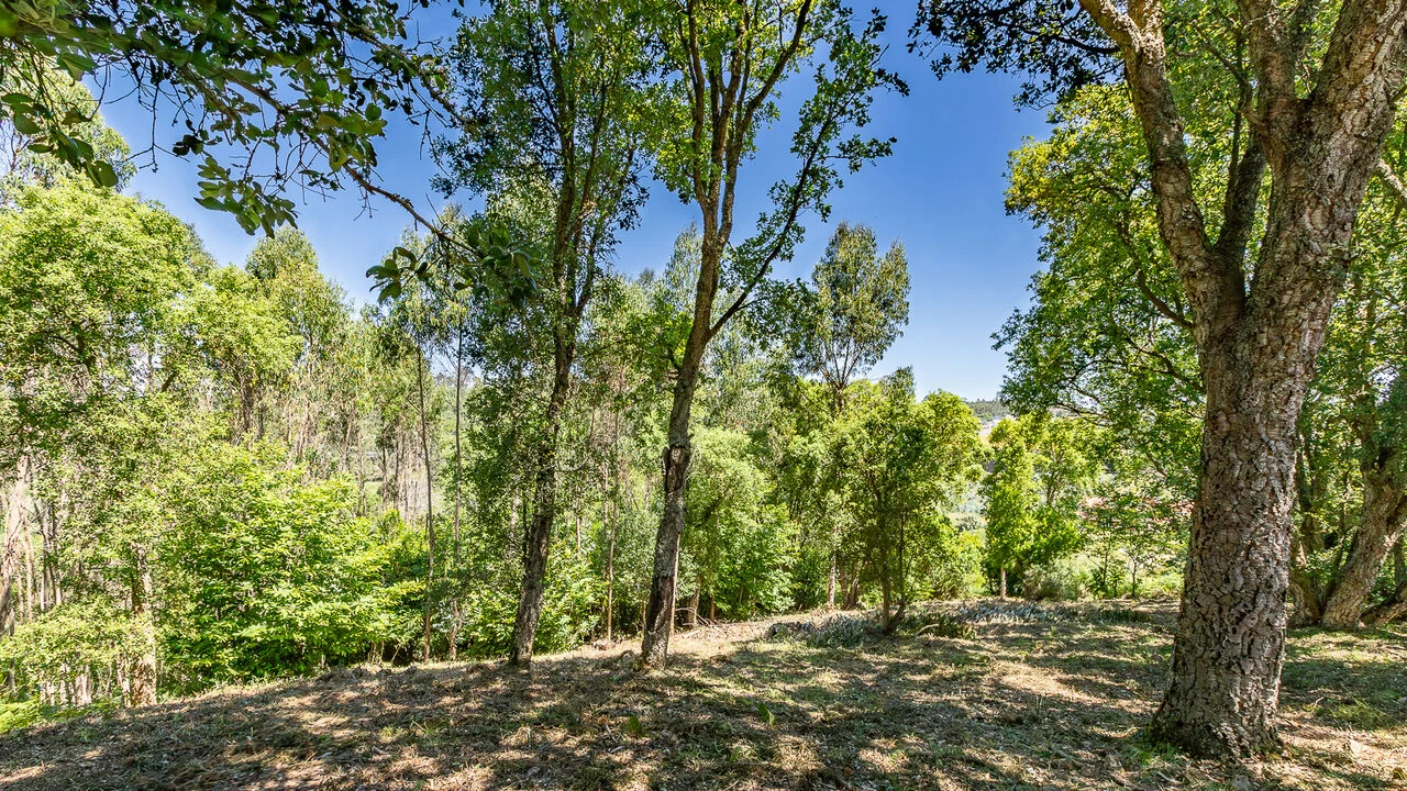 Terreno para Venda em Igreja Nova e Cheleiros Foto 12