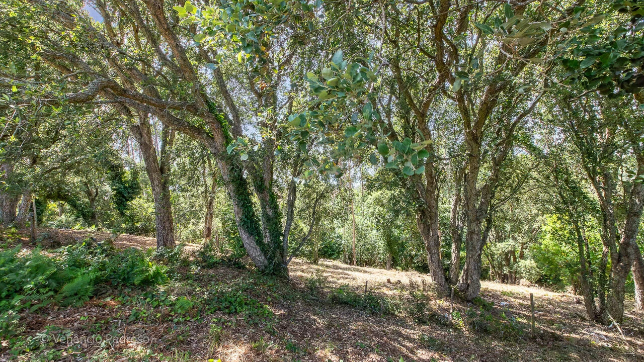 Terreno para Venda em Igreja Nova e Cheleiros Foto 9