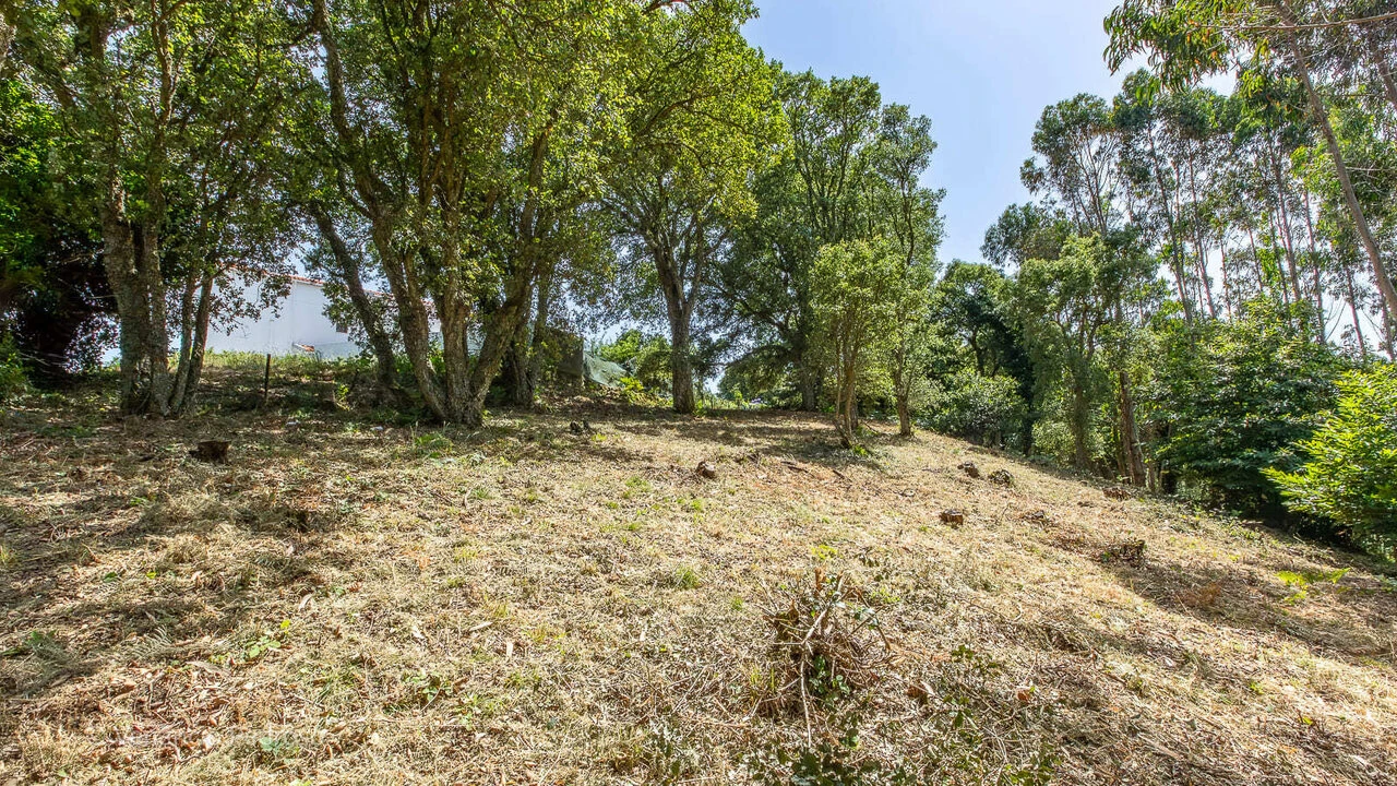 Terreno para Venda em Igreja Nova e Cheleiros Foto 13