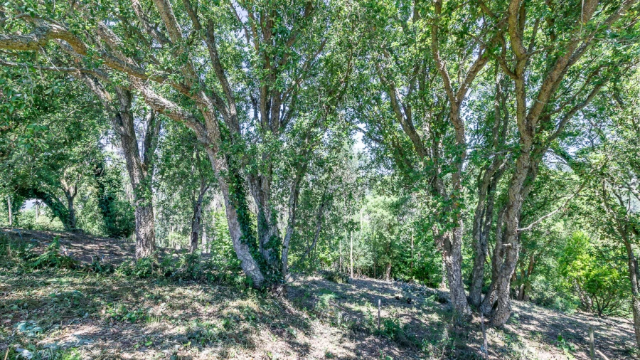 Terreno para Venda em Igreja Nova e Cheleiros Foto 8