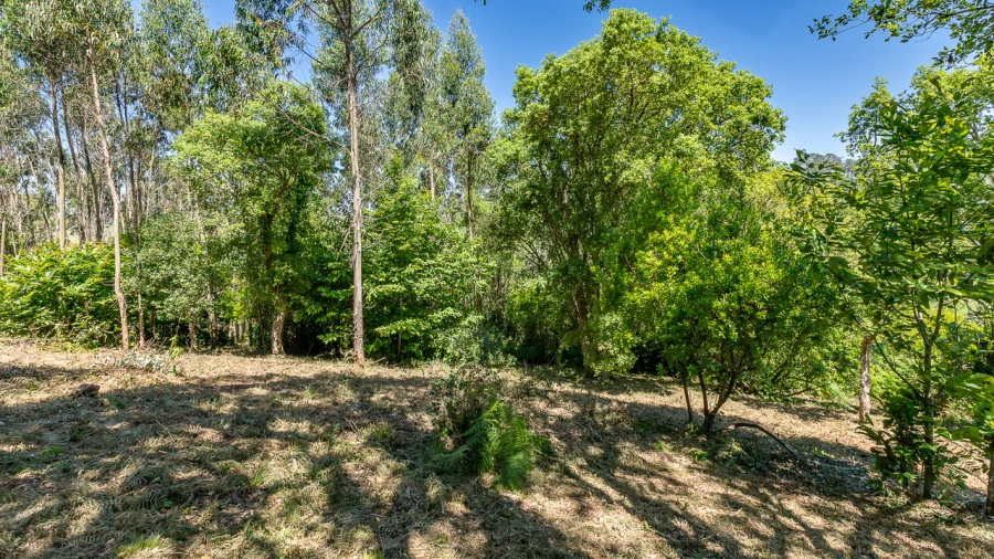 Terreno para Venda em Igreja Nova e Cheleiros Foto 9