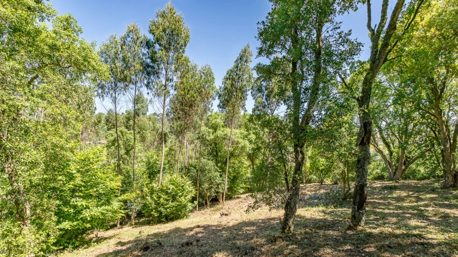 Terreno para Venda em Igreja Nova e Cheleiros Foto 10