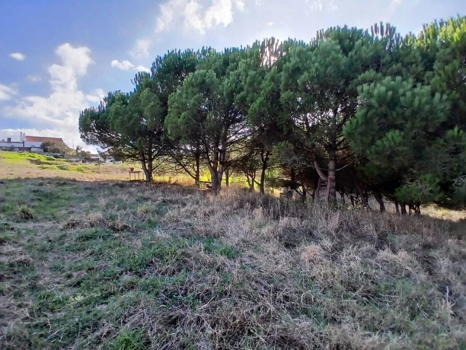 Terreno para Venda em Santo Isidoro Foto 7