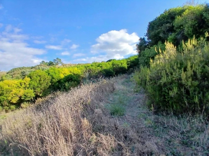 Terreno para Venda em Santo Isidoro Foto 14