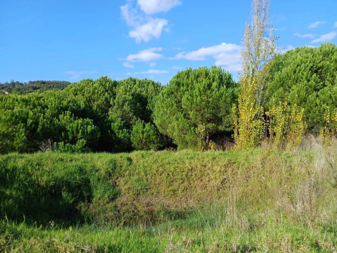Terreno para Venda em Santo Isidoro Foto 5