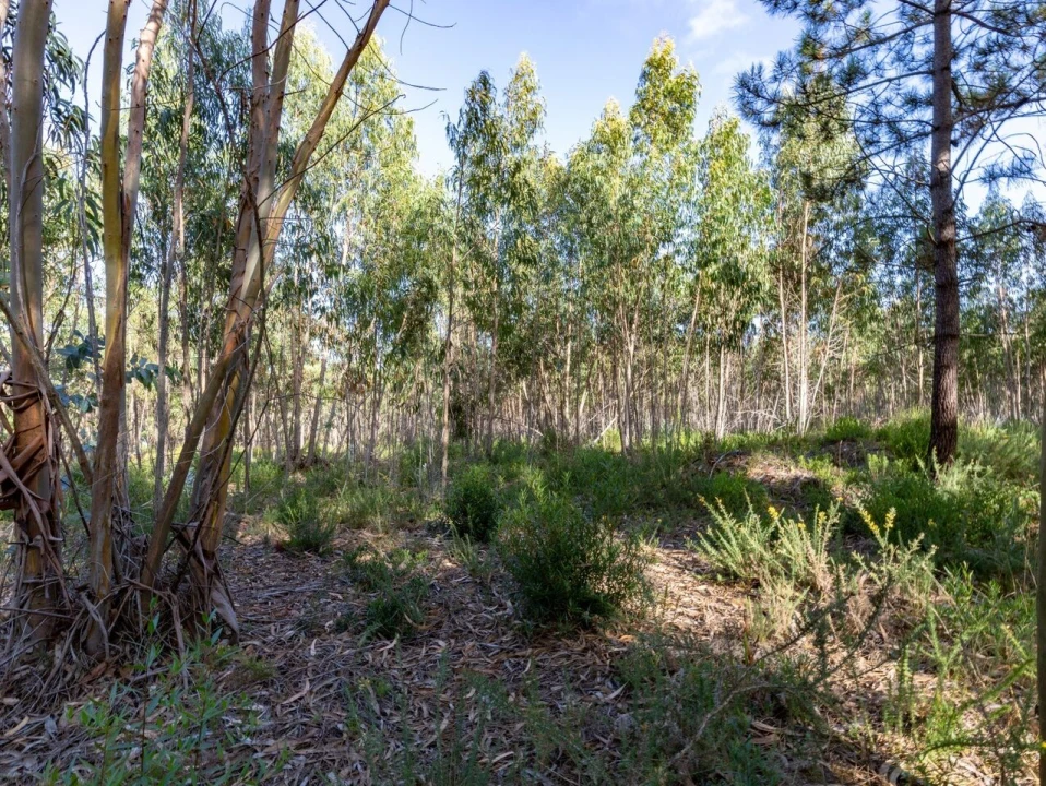 Terreno para Venda em Ericeira Foto 2