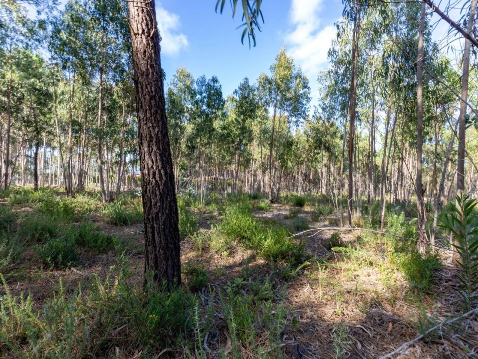 Terreno para Venda em Ericeira Foto 4