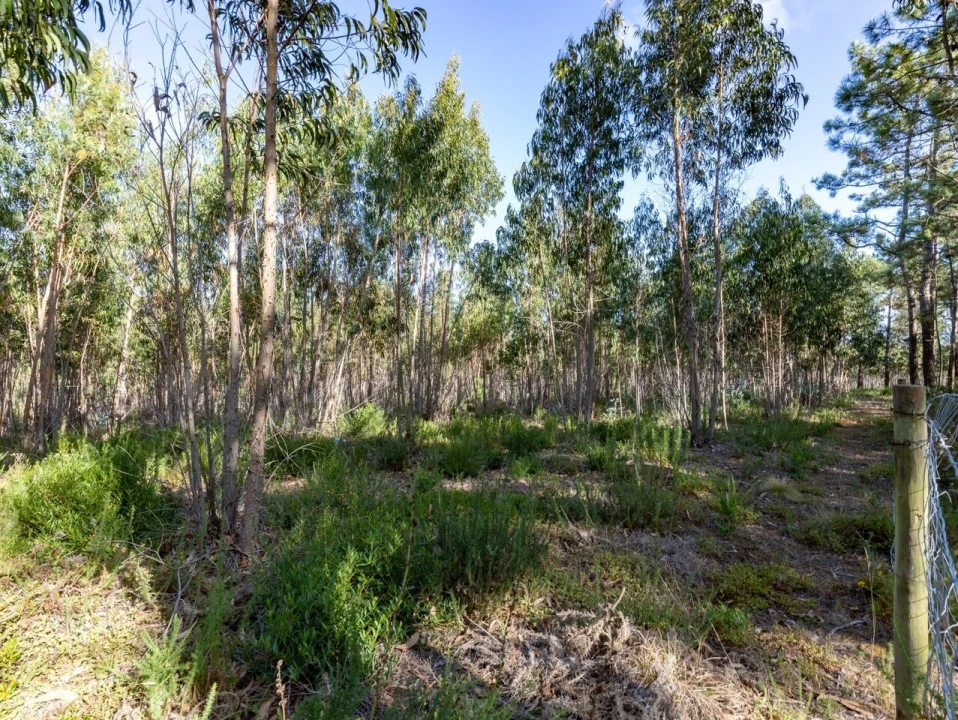 Terreno para Venda em Ericeira Foto 6