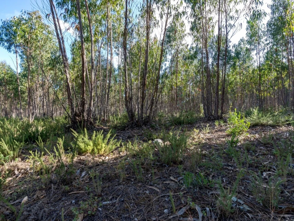 Terreno para Venda em Ericeira Foto 14