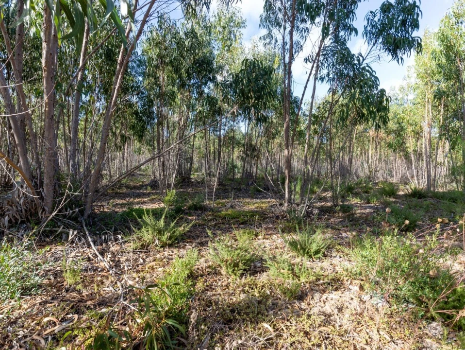 Terreno para Venda em Ericeira Foto 24
