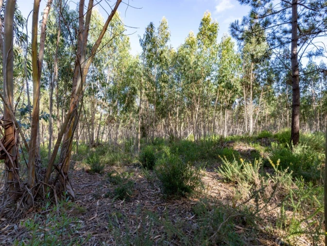 Terreno para Venda em Ericeira Foto 2