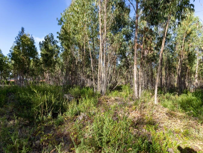 Terreno para Venda em Ericeira Foto 8