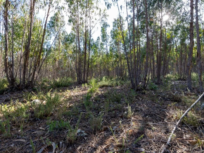 Terreno para Venda em Ericeira Foto 12
