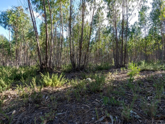 Terreno para Venda em Ericeira Foto 14