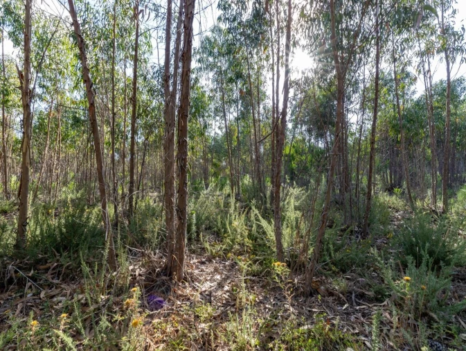 Terreno para Venda em Ericeira Foto 16