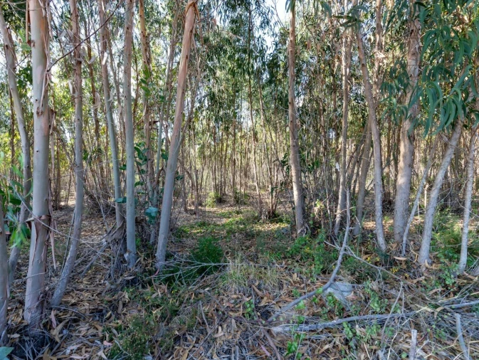 Terreno para Venda em Ericeira Foto 22