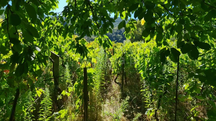 Terreno para Venda em Valadares Foto 14