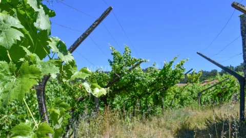 Terreno para Venda em Gove