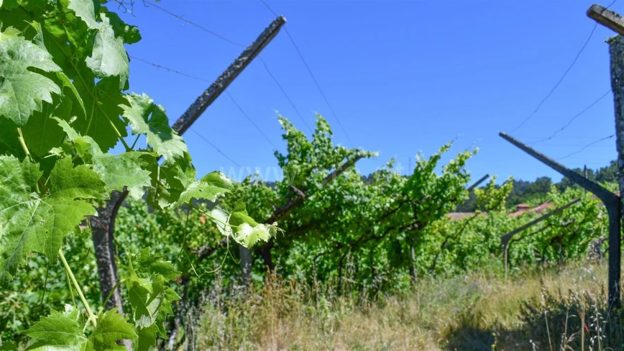 Terreno para Venda em Gove Foto 3