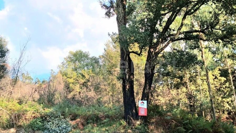 Terreno para Venda em Vila Boa do Bispo