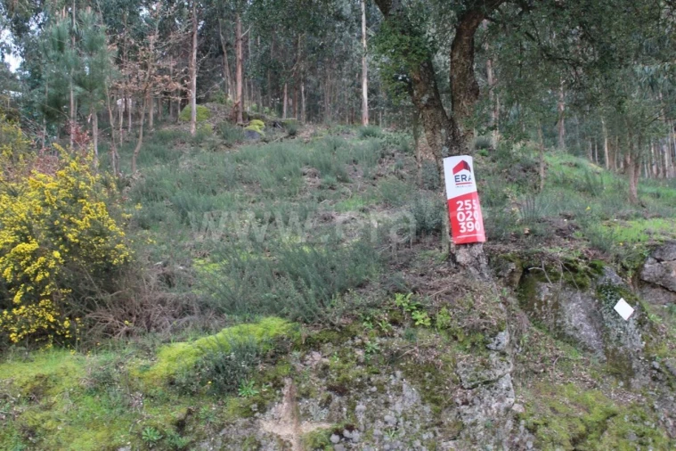 Terreno para Venda em Souselo Foto 2