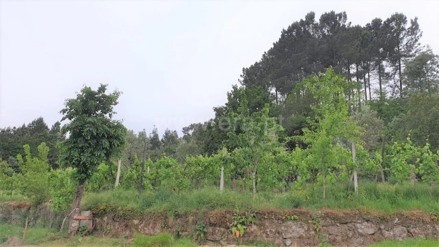 Terreno para Venda em Paredes de Viadores e Manhuncelos Foto 6