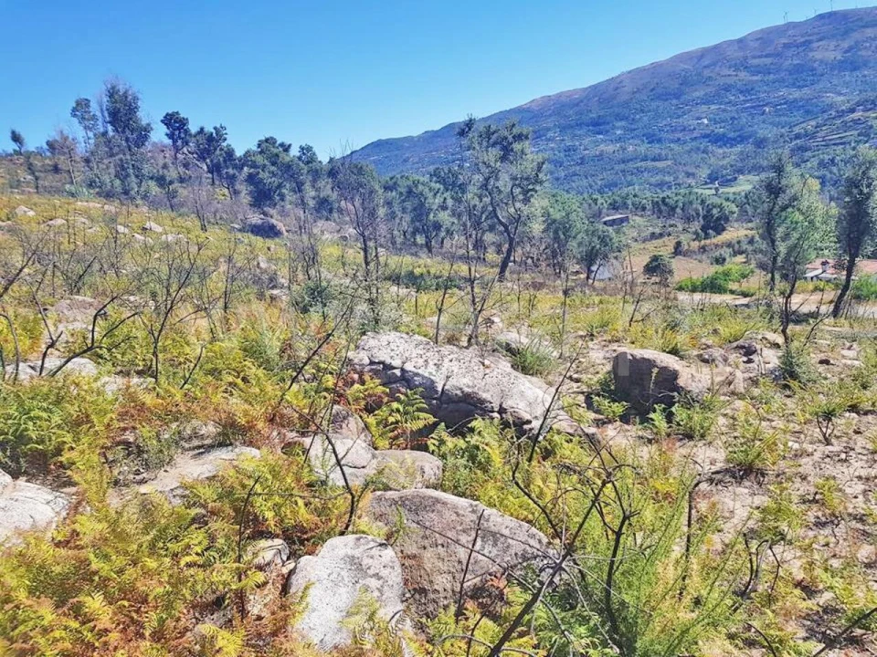 Terreno para Venda em Penhalonga e Paços de Gaiolo Foto 7