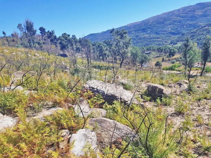 Terreno para Venda em Penhalonga e Paços de Gaiolo Foto 7