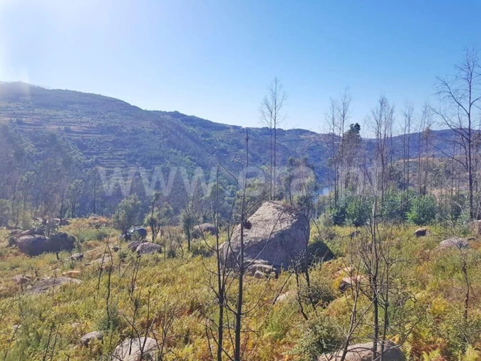 Terreno para Venda em Penhalonga e Paços de Gaiolo Foto 6