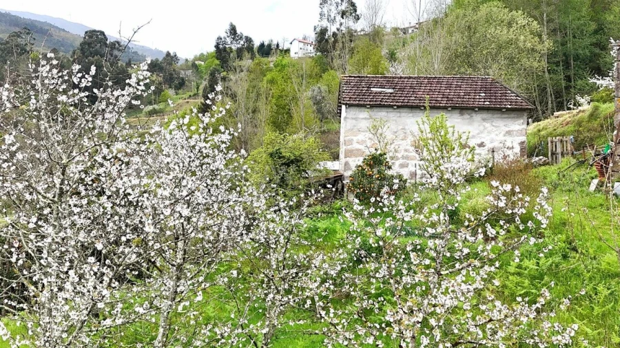 Quinta T0 para Venda em Santiago de Piães Foto 3
