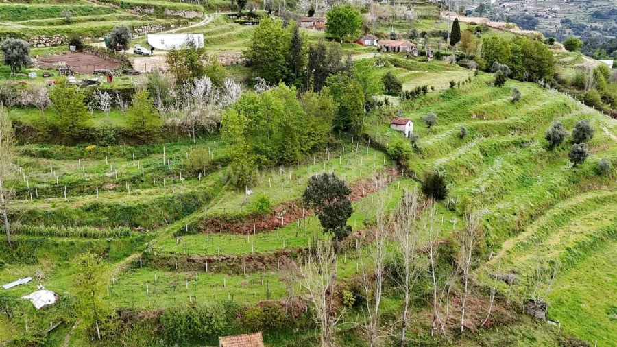 Quinta T0 para Venda em Santiago de Piães Foto 8