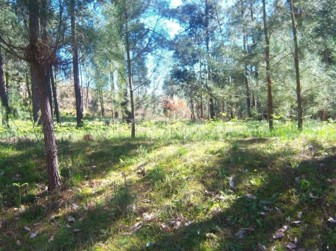 Terreno para Venda em Sande e São Lourenço Foto 4