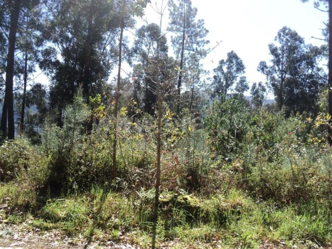 Terreno para Venda em Sande e São Lourenço Foto 4