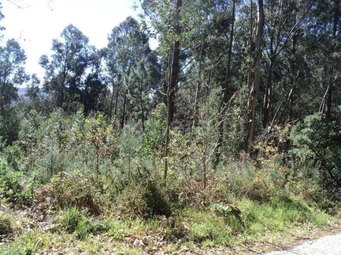 Terreno para Venda em Sande e São Lourenço Foto 3