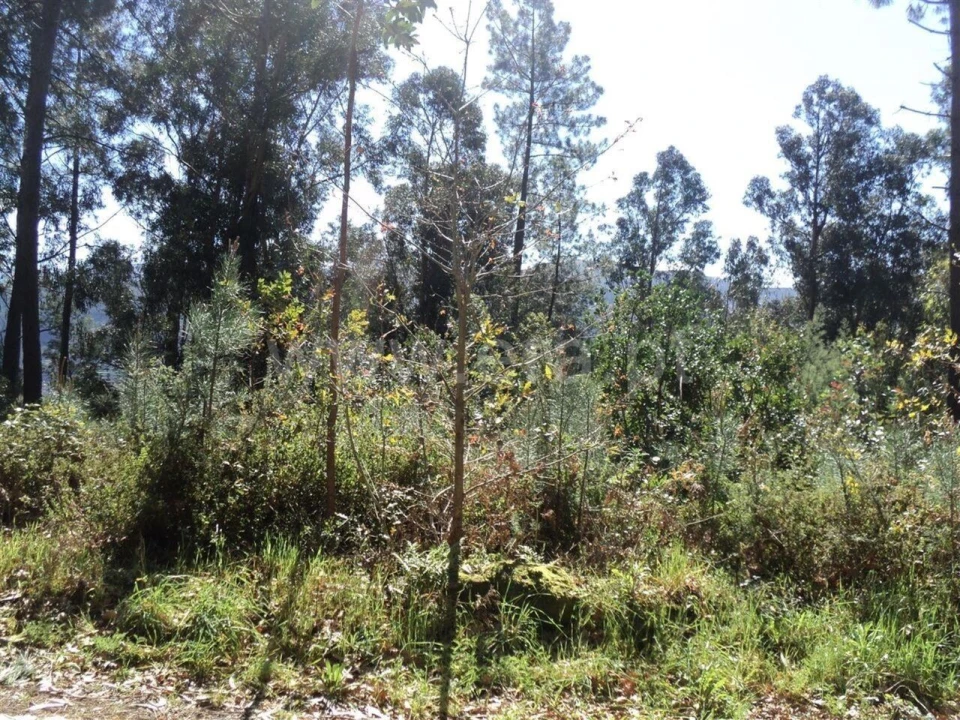 Terreno para Venda em Sande e São Lourenço Foto 4