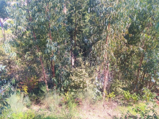 Terreno para Venda em Santiago de Piães Foto 6