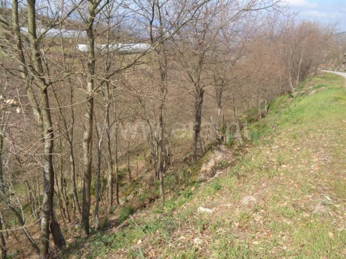 Terreno para Venda em Soalhães Foto 3
